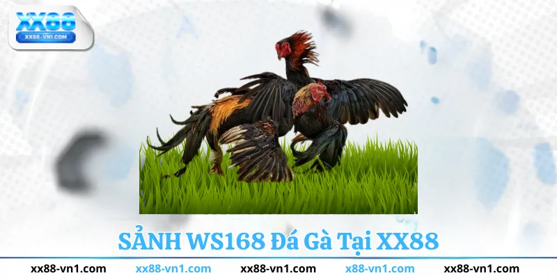 Sảnh WS168 Đá Gà Tại XX88