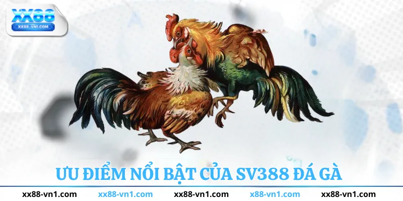 Ưu điểm nổi bật của sv388 đá gà