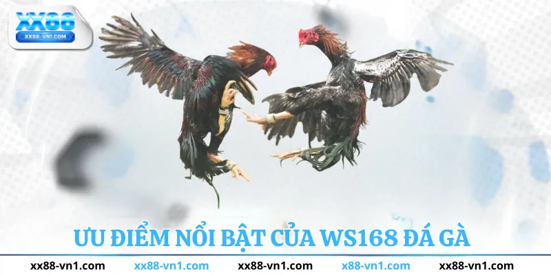 Ưu điểm nổi bật của ws168 đá gà