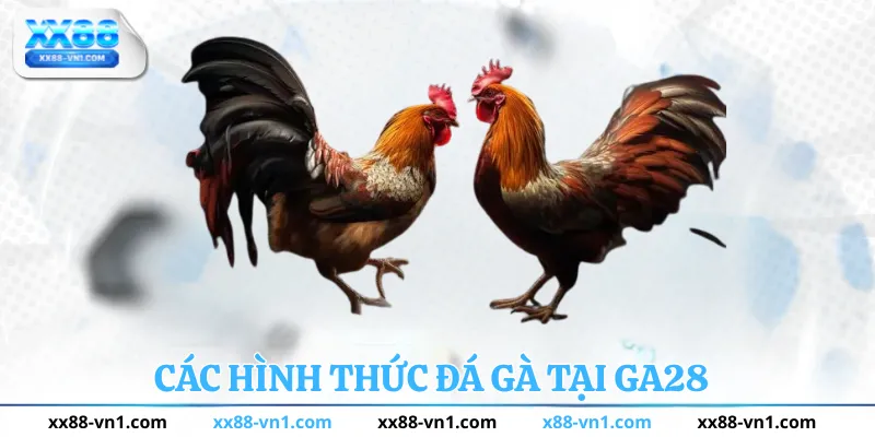 Các hình thức đá gà tại GA28
