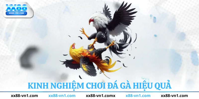Kinh nghiệm chơi đá gà hiệu quả