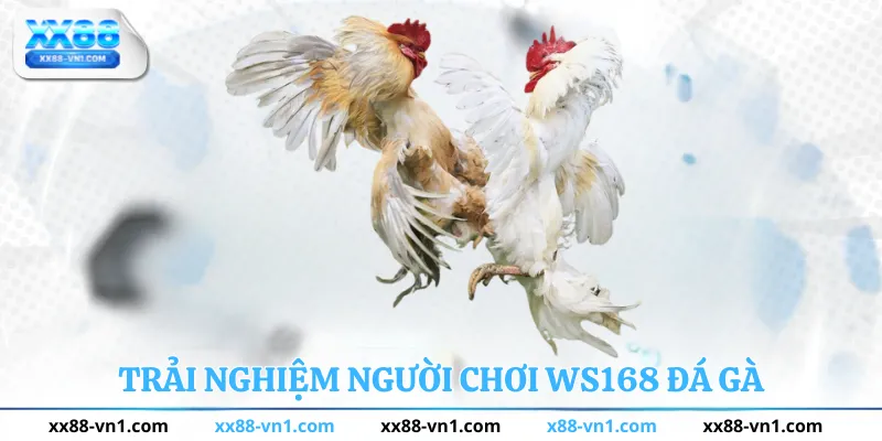 Trải nghiệm người chơi ws168 đá gà