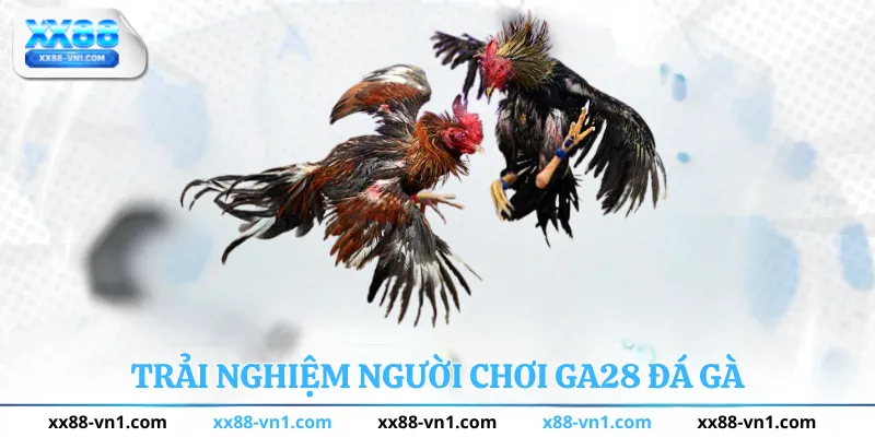 Trải nghiệm người chơi Ga28 Đá Gà